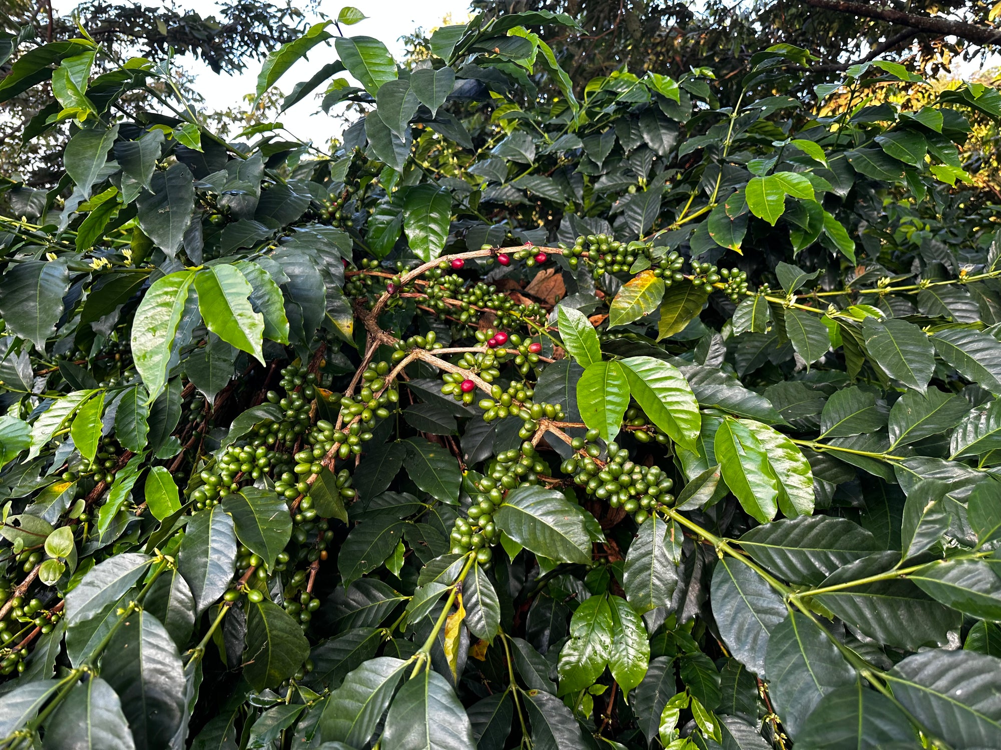 El Tesoro - Colombia - Washed Tabi