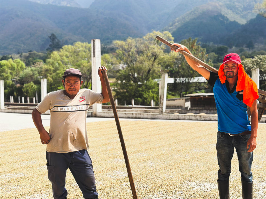 El Morito - Guatemala - Washed Red Pacamara