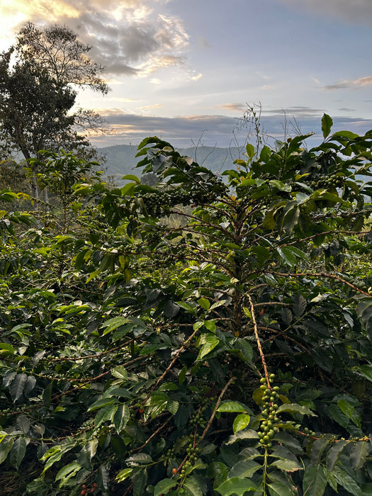 El Tesoro - Colombia - Washed Tabi