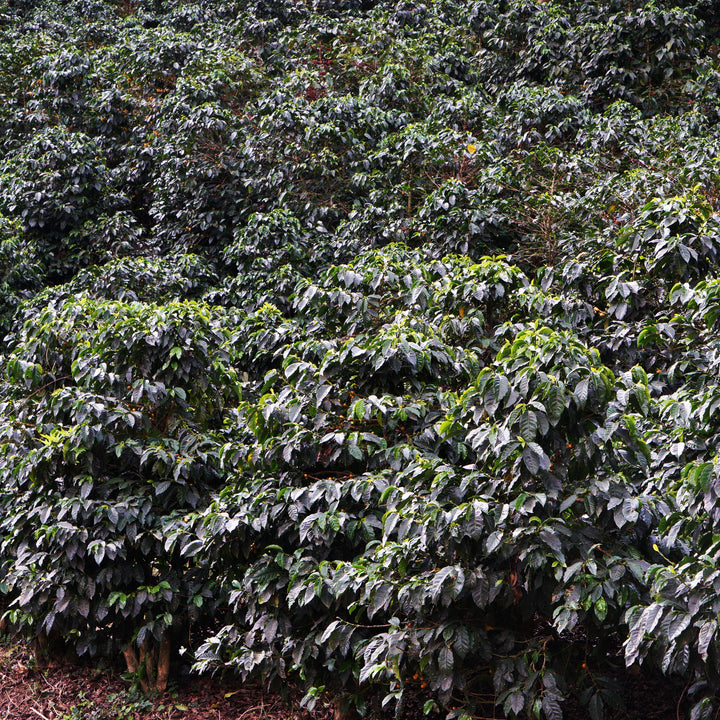 El Socorro - Guatemala - Washed Geisha