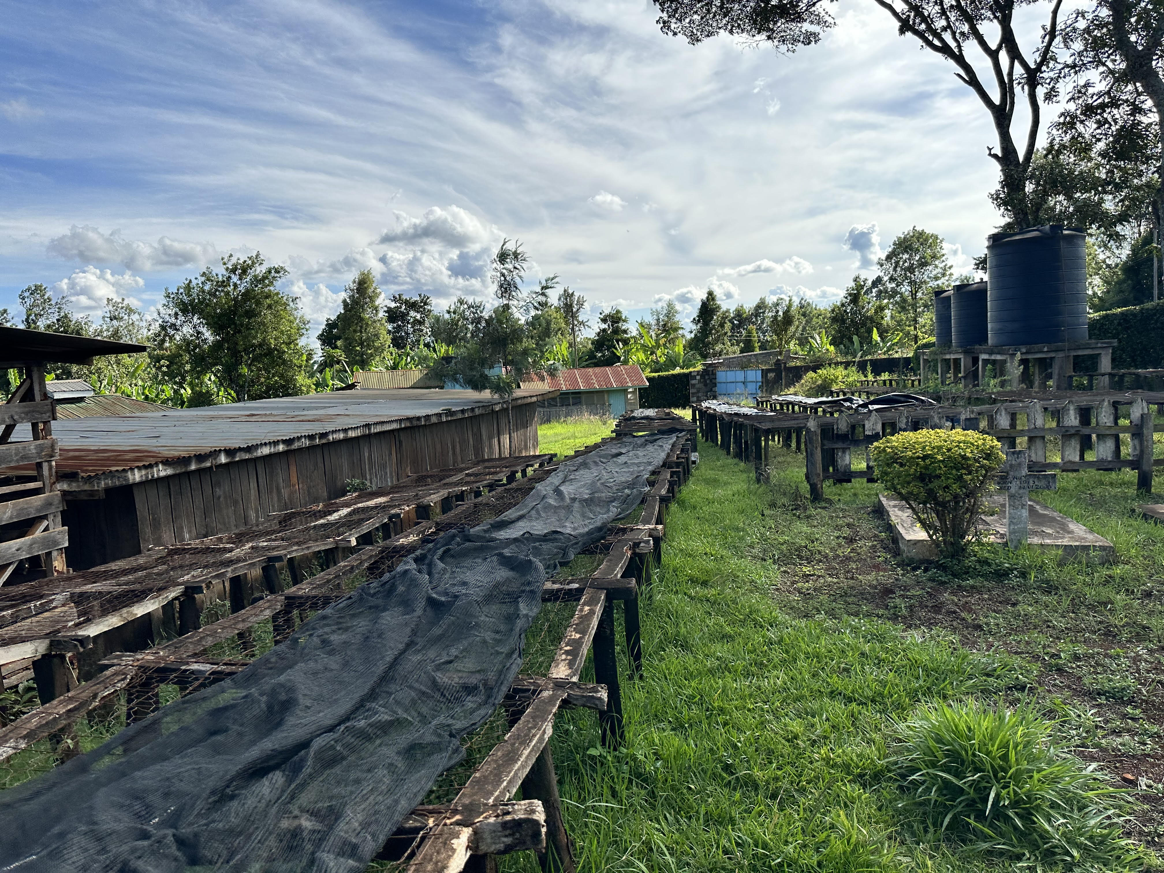 Sustainable Profile Coffee - Kenya