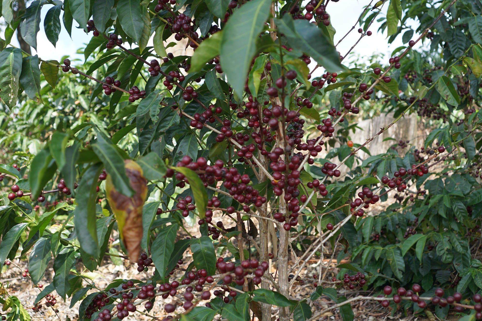 Sustainable Profile Coffee - Costa Rica